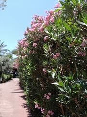 Nerium oleander