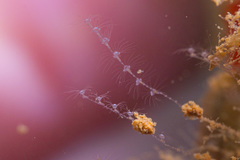 Antennella