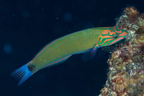 Moon Wrasse