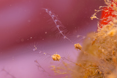 Antennella