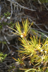 Dracophyllum acerosum
