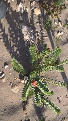 Hermannia trifoliata