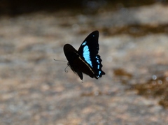Papilio thuraui