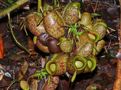Nepenthes ampullaria