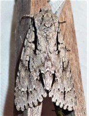 Acronicta lobeliae