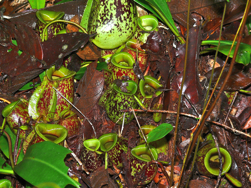 Nepenthes ampullaria
