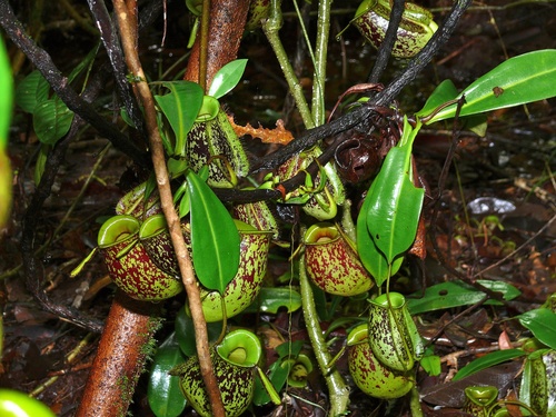 Nepenthes ampullaria