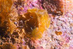 Plocamopherus