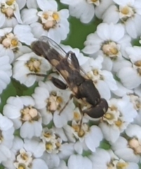 Syritta pipiens