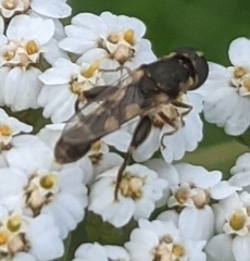 Syritta pipiens