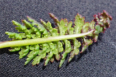 Pedicularis verticillata