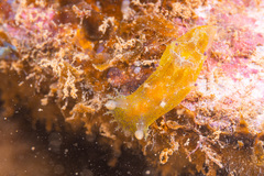 Plocamopherus