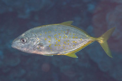 Flavocaranx bajad