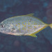 Orangespotted Trevally - Photo (c) Mark Rosenstein, some rights reserved (CC BY-NC-SA), uploaded by Mark Rosenstein