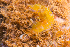 Plocamopherus