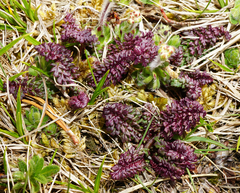 Pedicularis verticillata