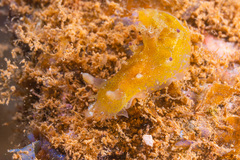 Plocamopherus