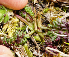 Pedicularis verticillata