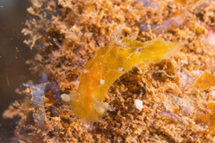 Plocamopherus