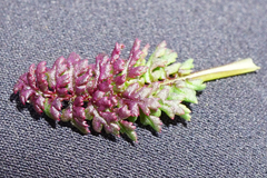 Pedicularis verticillata