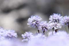 Globularia meridionalis