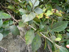 Ficus tinctoria