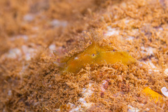 Plocamopherus