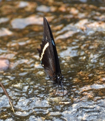 Papilio thuraui