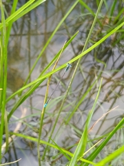 Aciagrion occidentale