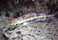 Pentapodus paradiseus