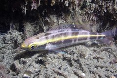 Pentapodus paradiseus