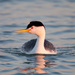 Clark's Grebe - Photo (c) Greg Lasley, some rights reserved (CC BY-NC), uploaded by Greg Lasley