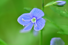 Veronica chamaedrys