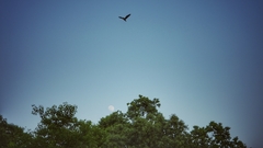 Ixobrychus flavicollis