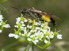 Tenthredo maculata