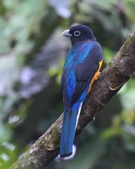 Trogon chionurus