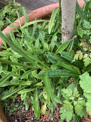 Campanula persicifolia