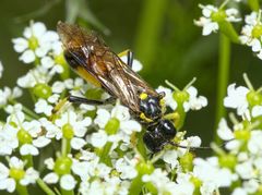 Tenthredo maculata