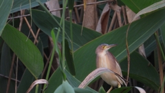 Ixobrychus sinensis