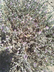 Hebecarpa macradenia