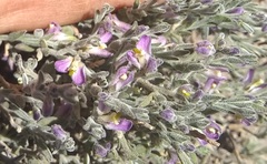 Hebecarpa macradenia