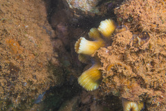 Dipsastraea mirabilis