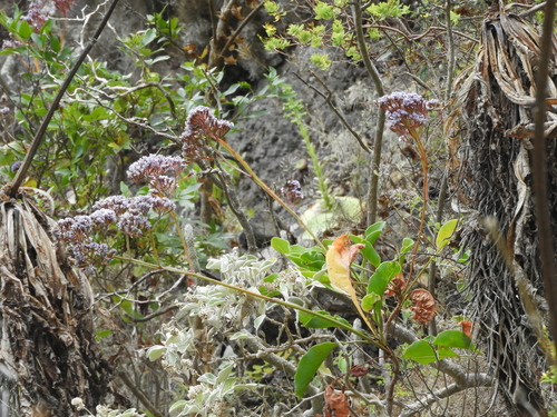 Limonium arboreum image