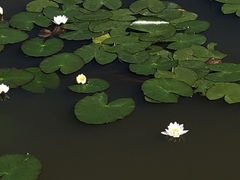 Nymphaea candida