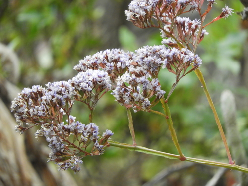 Limonium arboreum image