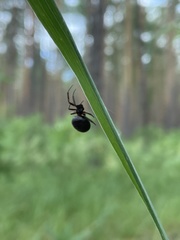Steatoda paykulliana