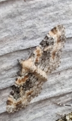 Eupithecia pulchellata