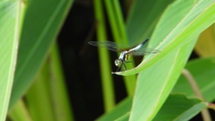 Brachydiplax chalybea