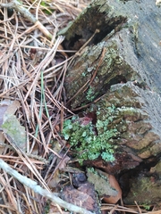 Cladonia carneola