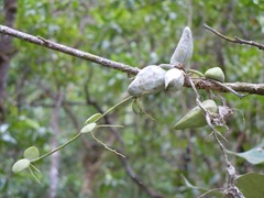 Dischidia major
